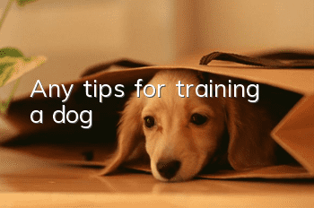 Any tips for training a dog?