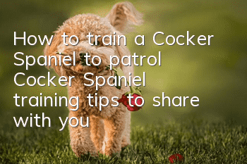 How to train a Cocker Spaniel to patrol? Cocker Spaniel training tips to share with you