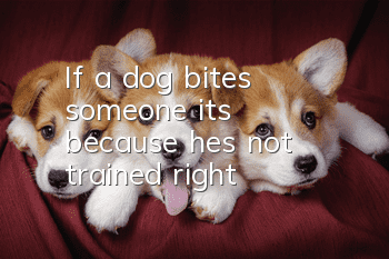 If a dog bites someone, it’s because he’s not trained, right?