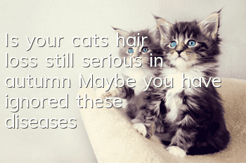 Is your cat’s hair loss still serious in autumn? Maybe you have ignored these diseases?