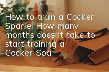 How to train a Cocker Spaniel? How many months does it take to start training a Cocker Spaniel?