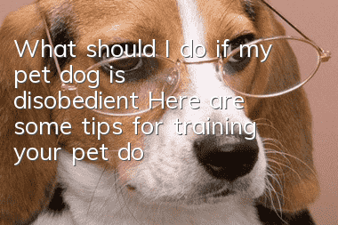 What should I do if my pet dog is disobedient? Here are some tips for training your pet dog?