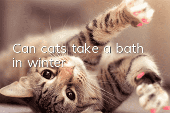 Can cats take a bath in winter?