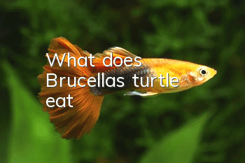 What does Brucella's turtle eat?