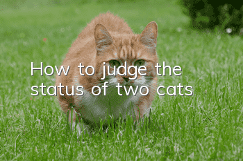 How to judge the status of two cats