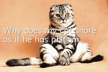 Why does my cat snore as if he has phlegm?