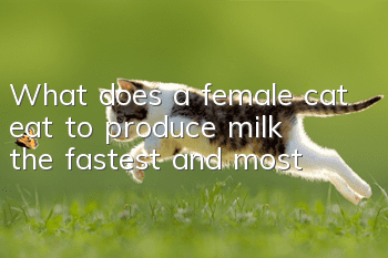 What does a female cat eat to produce milk the fastest and most?