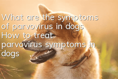 What are the symptoms of parvovirus in dogs? How to treat parvovirus symptoms in dogs!