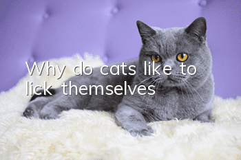 Why do cats like to lick themselves?