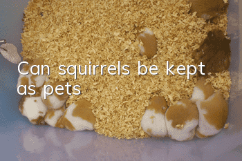 Can squirrels be kept as pets?