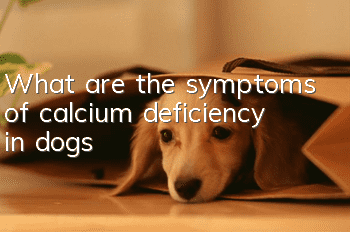 What are the symptoms of calcium deficiency in dogs?