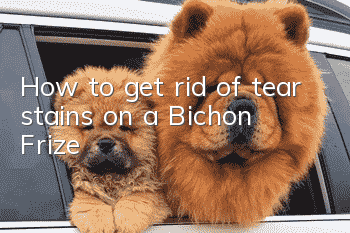 How to get rid of tear stains on a Bichon Frize