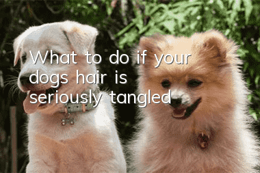What to do if your dog’s hair is seriously tangled