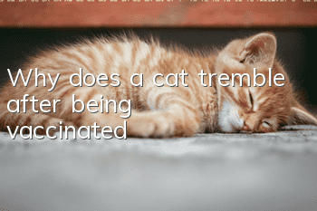 Why does a cat tremble after being vaccinated?