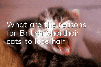 What are the reasons for British Shorthair cats to lose hair?