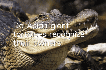 Do Asian giant tortoises recognize their owners?