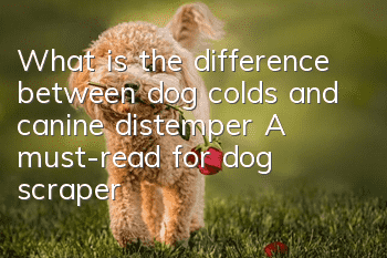 What is the difference between dog colds and canine distemper? A must-read for dog scrapers!