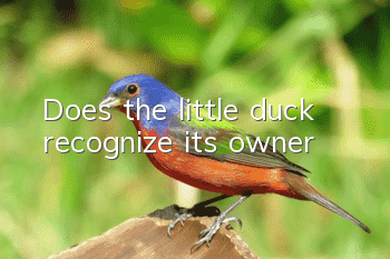 Does the little duck recognize its owner?