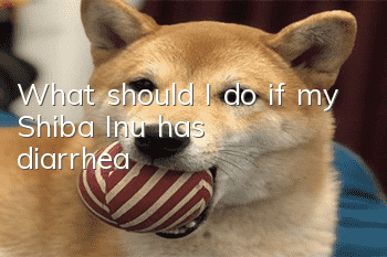 What should I do if my Shiba Inu has diarrhea?