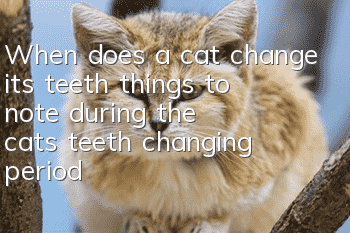 When does a cat change its teeth (things to note during the cat’s teeth changing period)