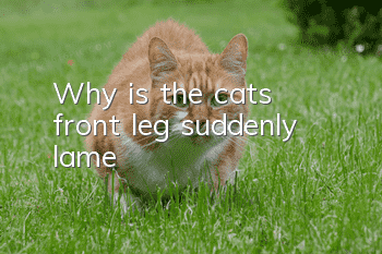 Why is the cat's front leg suddenly lame?