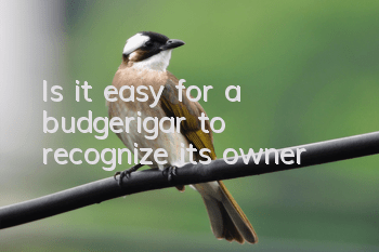 Is it easy for a budgerigar to recognize its owner?