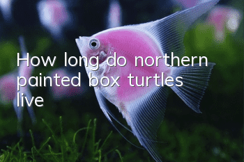 How long do northern painted box turtles live?