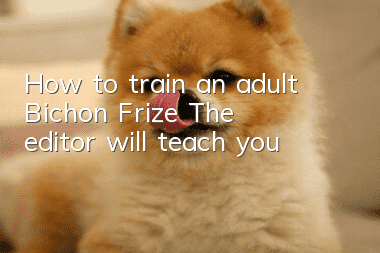 How to train an adult Bichon Frize? The editor will teach you!