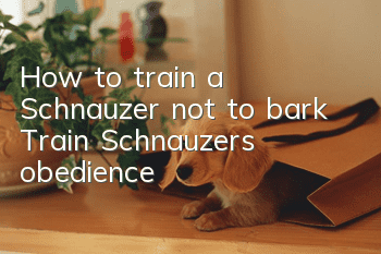 How to train a Schnauzer not to bark? Train Schnauzer’s obedience!