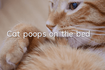 Cat poops on the bed