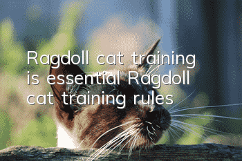 Ragdoll cat training is essential, Ragdoll cat training rules!