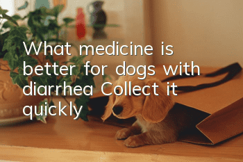 What medicine is better for dogs with diarrhea? Collect it quickly!