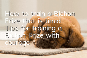 How to train a Bichon Frize that is timid? Tips for training a Bichon Frize with courage!
