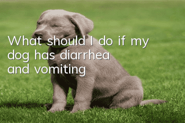 What should I do if my dog has diarrhea and vomiting?