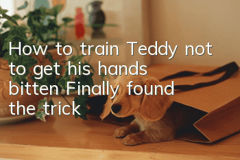 How to train Teddy not to get his hands bitten? Finally found the trick!