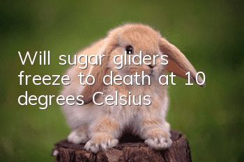 Will sugar gliders freeze to death at 10 degrees Celsius?