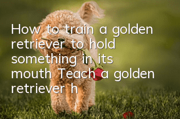 How to train a golden retriever to hold something in its mouth? Teach a golden retriever how to hold something in its mouth!