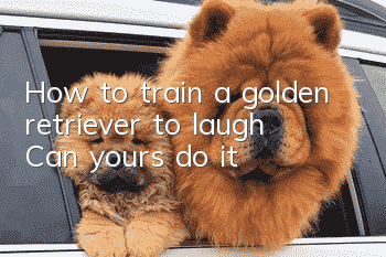 How to train a golden retriever to laugh? Can yours do it?