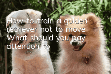 How to train a golden retriever not to move? What should you pay attention to?