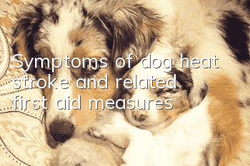 Symptoms of dog heat stroke and related first aid measures