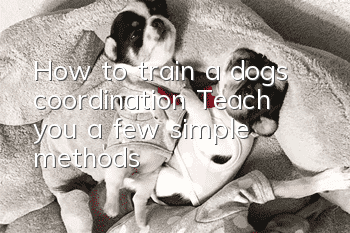 How to train a dog’s coordination? Teach you a few simple methods!