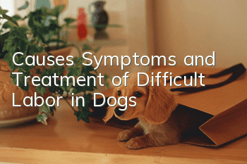 Causes, Symptoms and Treatment of Difficult Labor in Dogs