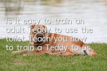 Is it easy to train an adult Teddy to use the toilet? Teach you how to train a Teddy to use the toilet!