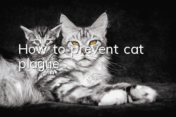How to prevent cat plague?