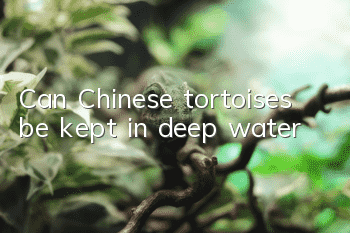 Can Chinese tortoises be kept in deep water?