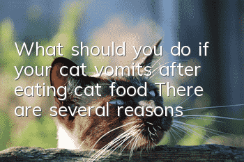 What should you do if your cat vomits after eating cat food? There are several reasons!