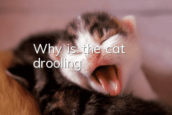 Why is the cat drooling?