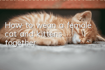 How to wean a female cat and kittens together