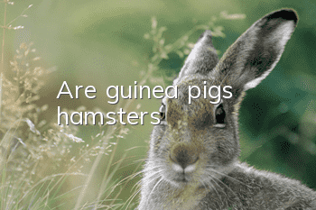 Are guinea pigs hamsters?