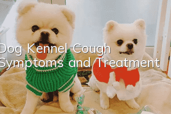 Dog Kennel Cough Symptoms and Treatment